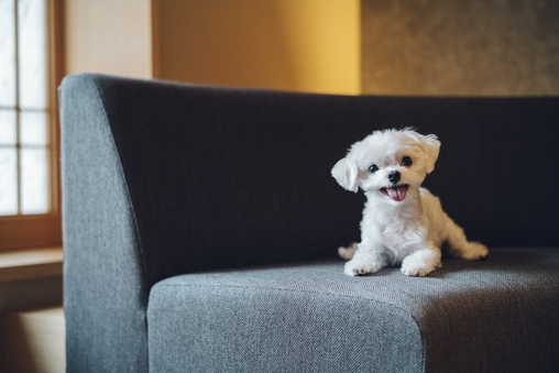 一棟貸し 愛犬と一緒に、我が家のように過ごせる宿 あさひの家